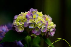 高幡不動の紫陽花5
