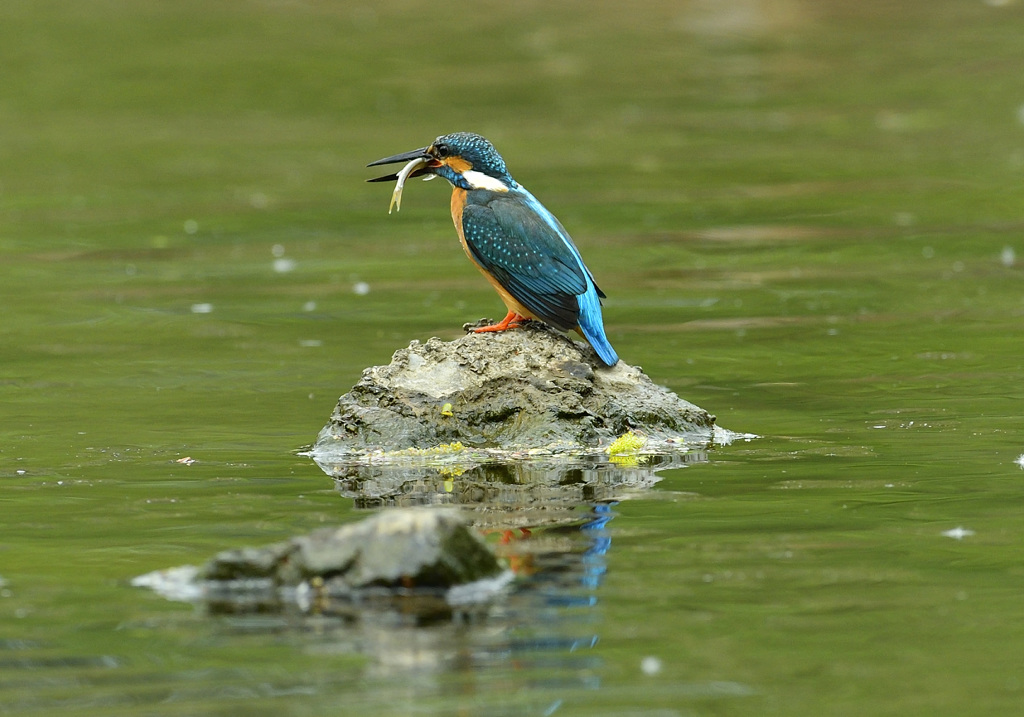 お魚くわえたカワセミ追っかけて2
