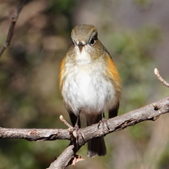 全画素超解像ズーム2