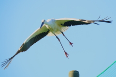 コウノトリ