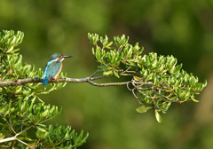 トベラお立ち台