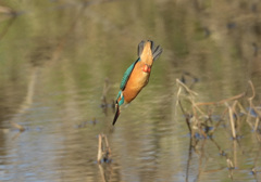 飛込み2 飛込み2