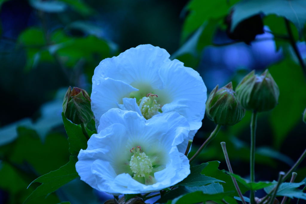 芙容ですかね。