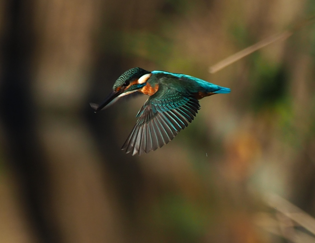 飛ぶよ！181123_082220_02