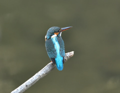 枝止まり3 枝止まり3