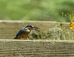 大きいの獲ったね！