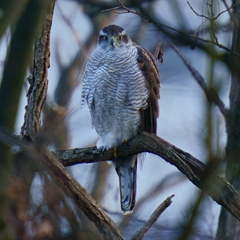 オオタカ（成鳥2）