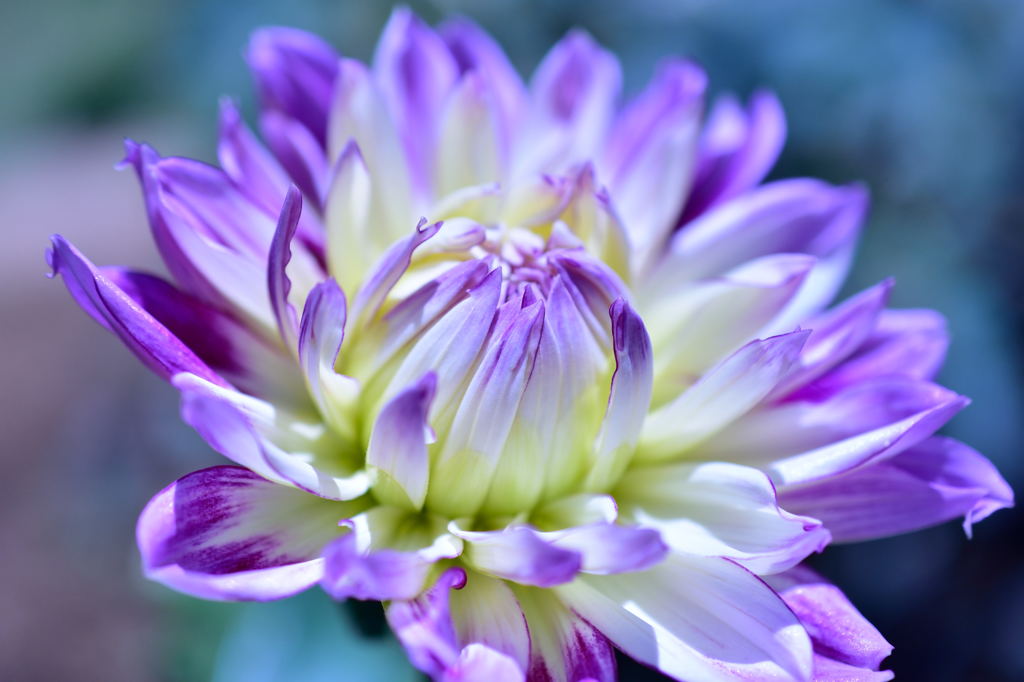 神代植物公園ダリア６
