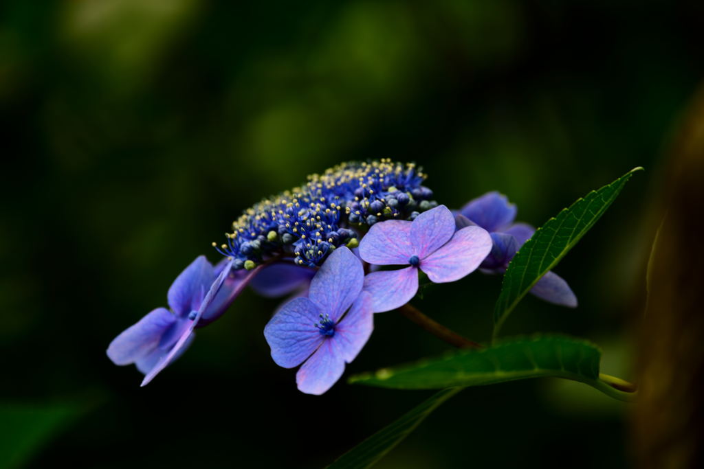 高幡不動の紫陽花2