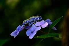 高幡不動の紫陽花2