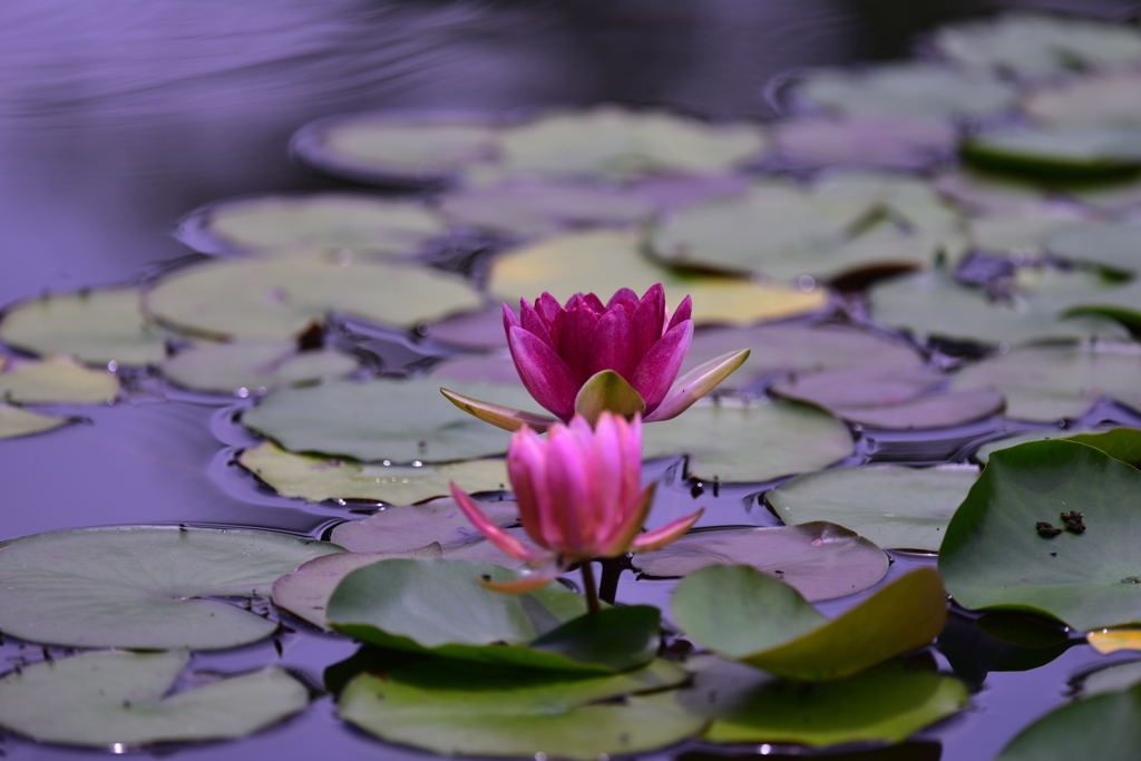 昭和記念公園の睡蓮2