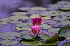 昭和記念公園の睡蓮2