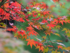 高幡不動の紅葉