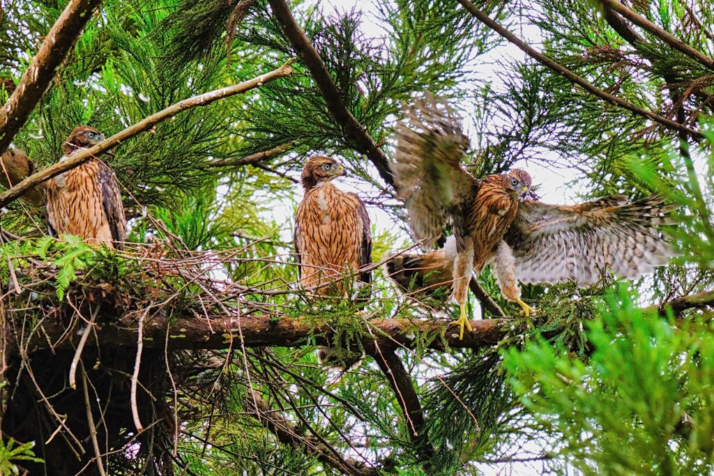 オオタカの幼鳥たち7