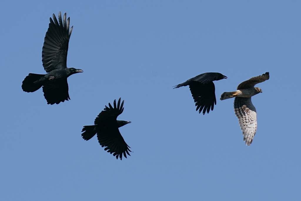 カラスに追われるハイチュウ