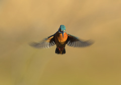 本日のホバ5 本日のホバ5