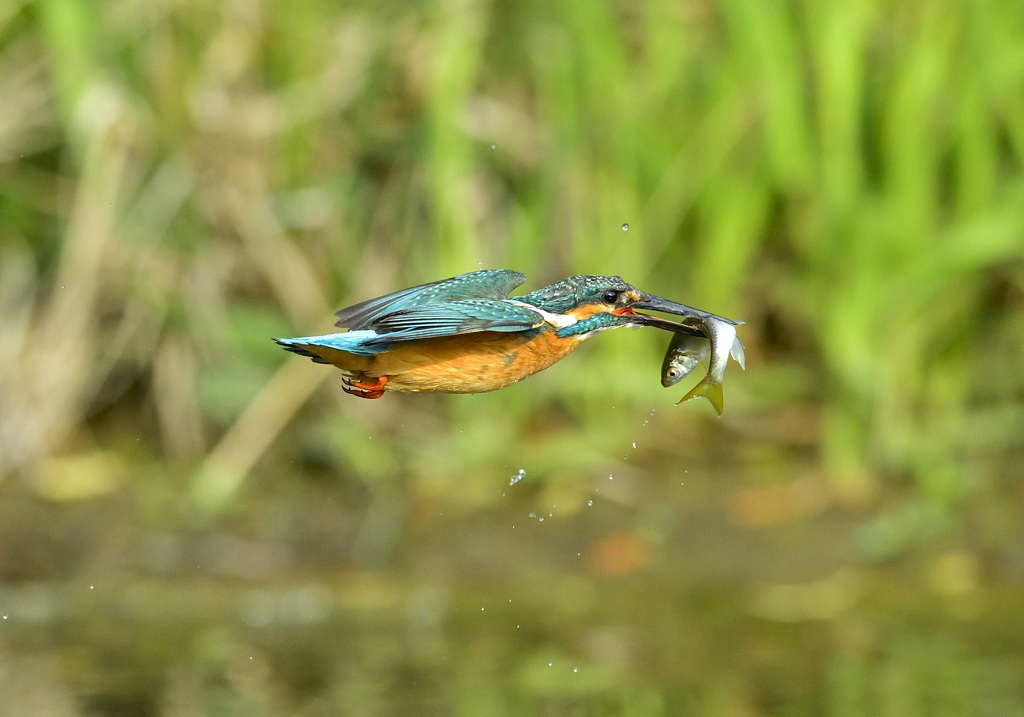 お魚くわえたカワセミ追っかけて