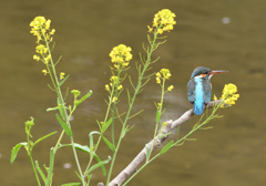 菜の花とカワセミ