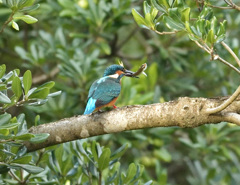 トベラでお食事 トベラでお食事