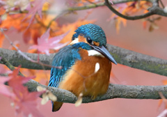 紅葉とカワセミ