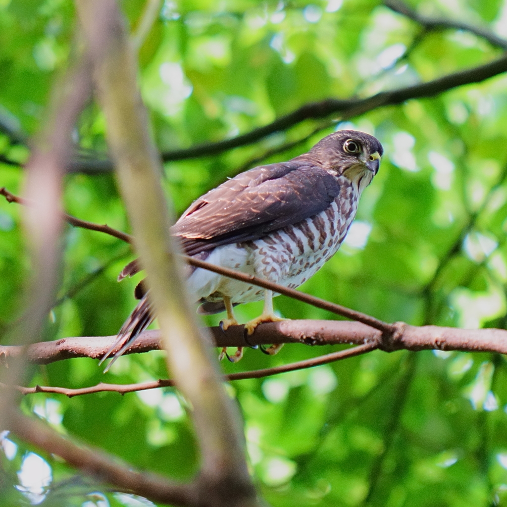 ツミの幼鳥1