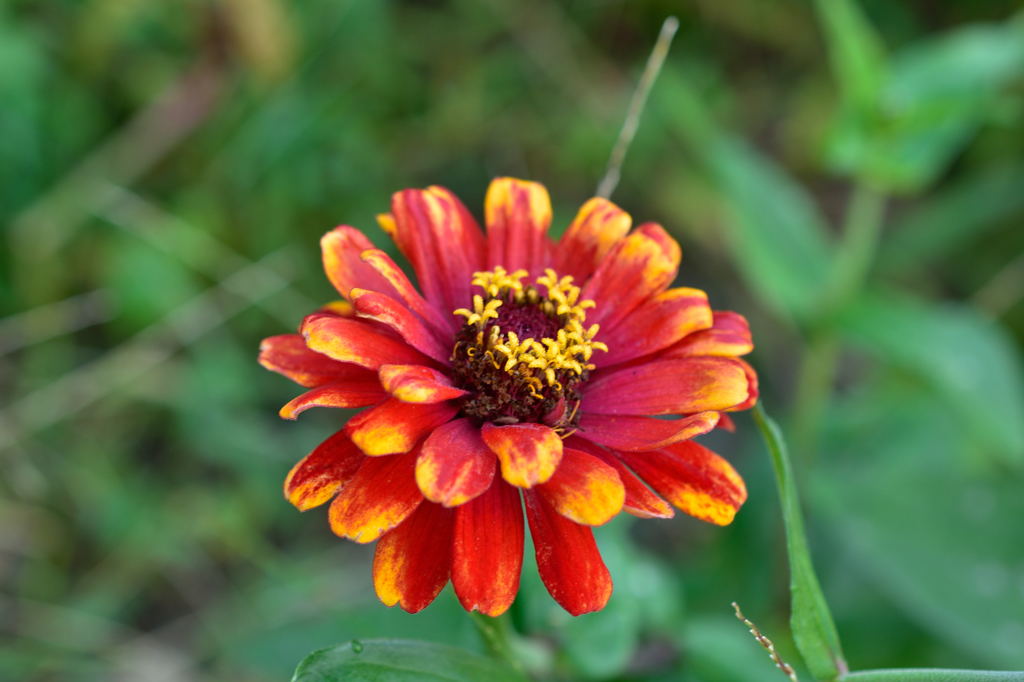 本日の散歩道　駐車場の花