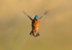 本日のホバ6 本日のホバ6