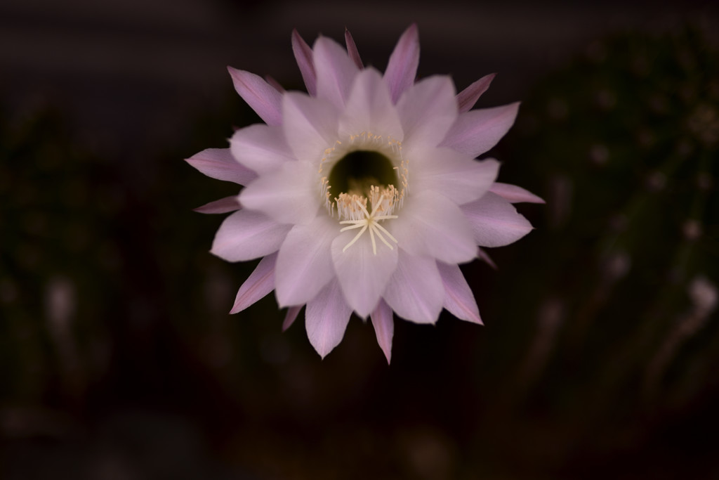 サボテンの花