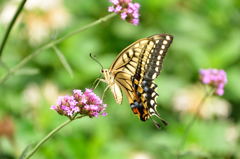 また会いたいね