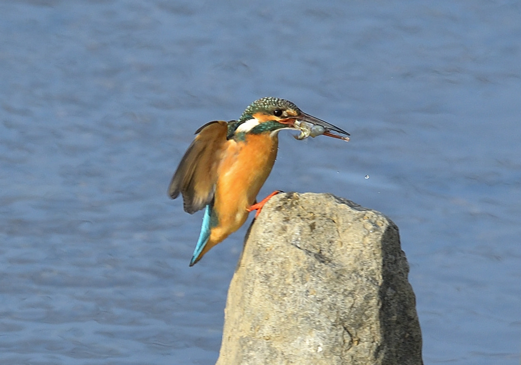 お魚2匹咥えて着陸寸前2