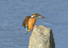 お魚2匹咥えて着陸寸前2 お魚2匹咥えて着陸寸前2