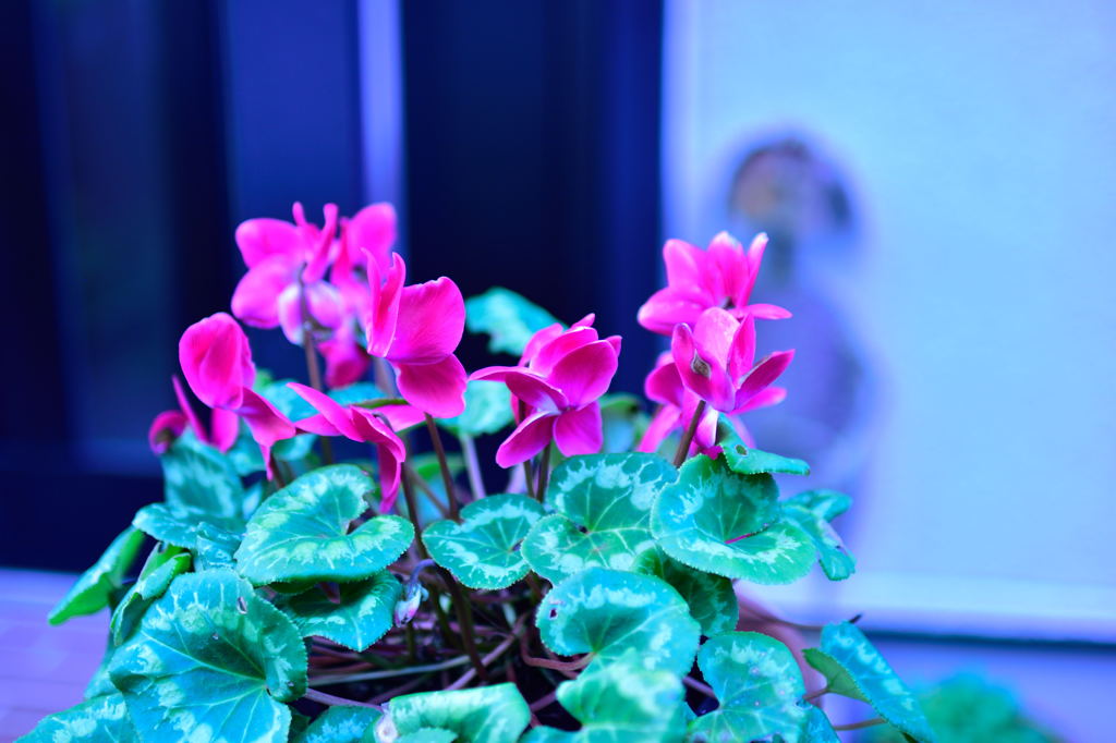 散歩途中のシクラメン