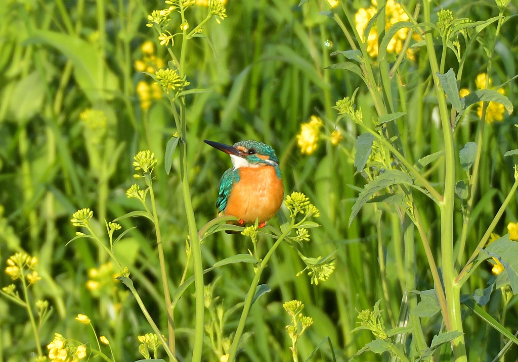 菜の花カワセミ2