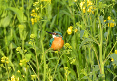 菜の花カワセミ2