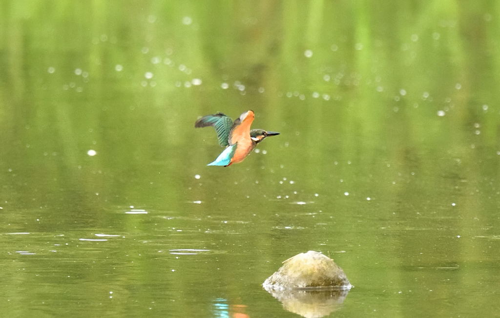 カワセミ2