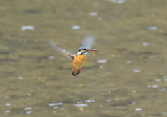 今朝のホバ3 今朝のホバ3