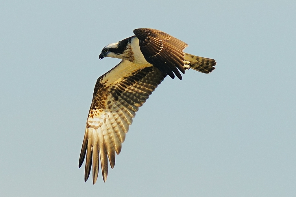 飛び込まないミサゴ