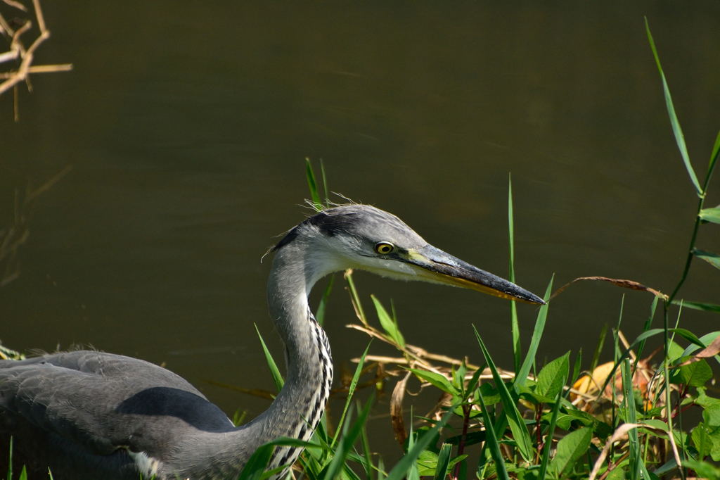程久保川の小サギ2