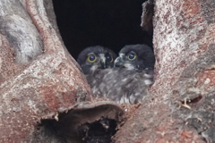 アオバズクの幼鳥