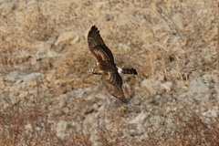 ハイチュウ ハイチュウ