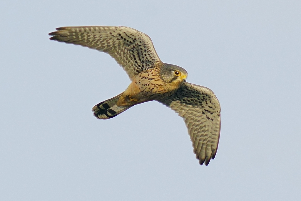 チョウゲンボウ1