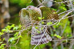 ツミの若オス4