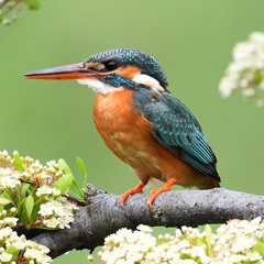 ピラの花とカワセミ11