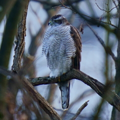 オオタカ（成鳥1）