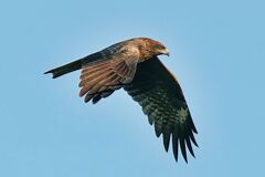トビですが…何か? トビですが…何か?