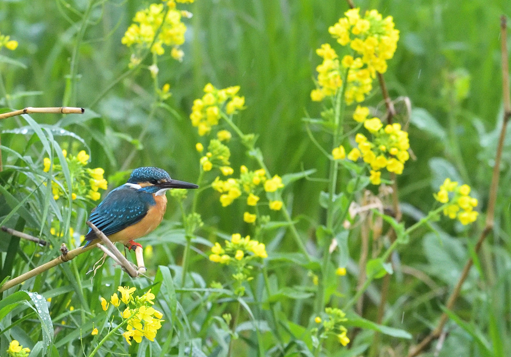 雨の菜の花とカワセミ5