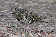 トラツグミ トラツグミ