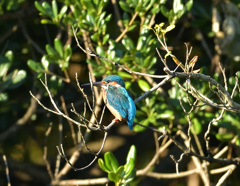 枝止まり 枝止まり