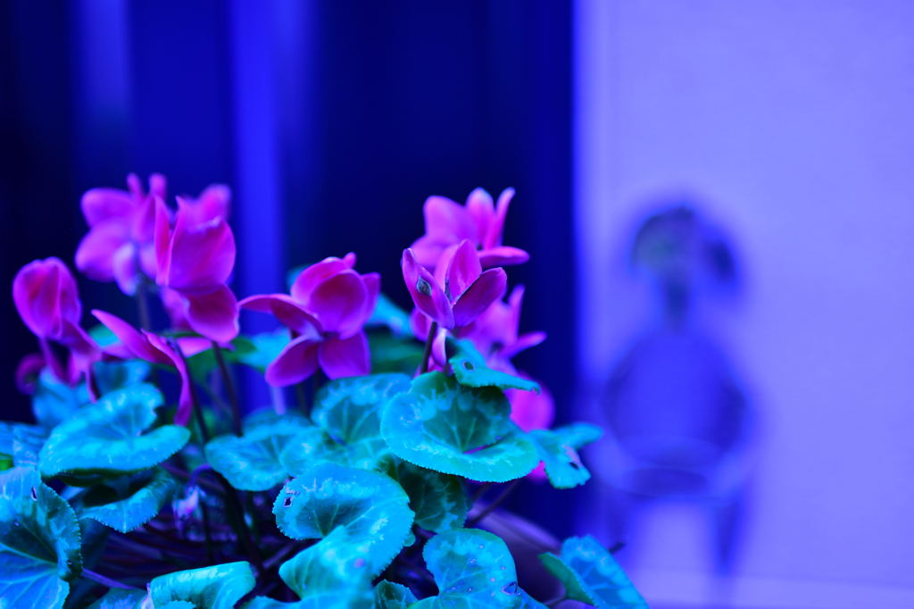 散歩途中のシクラメン3