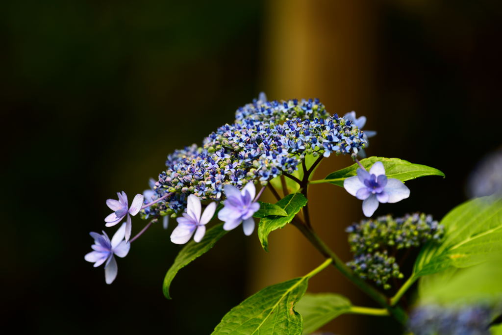 高幡不動の紫陽花
